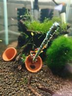 Mix garnalen, Kreeft, Krab of Garnaal
