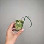 Hoya Yvesrocheri, Bloeiende kamerplant, Ophalen of Verzenden, Overige soorten, Minder dan 100 cm