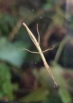 Wandelende tak, Dieren en Toebehoren, Insecten en Spinnen, Wandelende tak