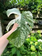 Laatste Monstera Variagata tussenstekken, Huis en Inrichting, Kamerplanten, Ophalen, Overige soorten, Minder dan 100 cm