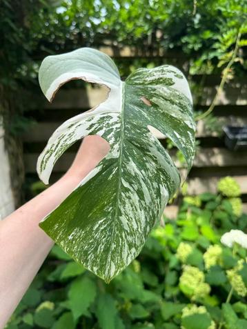 Laatste Monstera Variagata tussenstekken beschikbaar voor biedingen