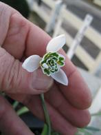 Galanthus Sneeuwklokjes in 23 soorten, o.a Rosemary Burnham, Volle zon, Groenteplanten, Eenjarig, Ophalen of Verzenden