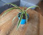 Leuke plant voor binnenshuis, Huis en Inrichting, Bloeiende kamerplant, Ophalen, Overige soorten, Minder dan 100 cm
