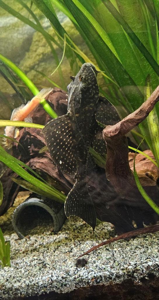 Vissen zoeken een gouden huis, Dieren en Toebehoren, Vissen | Aquariumvissen, Vis