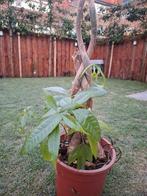 GRATIS. Pachira acquatica-money plant, Ophalen, Overige soorten, Volle zon