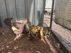 muskus eend met 13 kuikens, Dieren en Toebehoren, Pluimvee, Meerdere dieren, Eend
