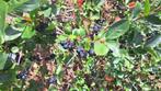 aroniabes appelbes, Ophalen, Nieuw