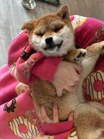 Shiba inu️, Dieren en Toebehoren, Honden | Poolhonden, Keeshonden en Oertypen, Fokker | Hobbymatig, Rabiës (hondsdolheid), 8 tot 15 weken