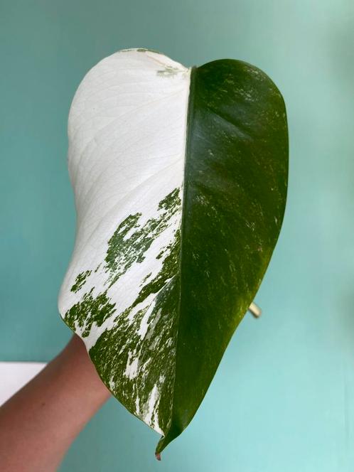 Prachtige Monstera Albo Variegata Stek / wit marble mint, Huis en Inrichting, Kamerplanten, Overige soorten, Minder dan 100 cm