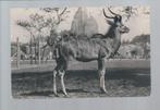 2534 Oude kaart dierentuin Parijs antilope grote koedoe, Verzamelen, Ansichtkaarten | Dieren, Wild dier, Ongelopen, Verzenden