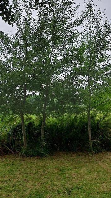 Brandhout ratelpopulier beschikbaar voor biedingen