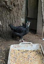 10 jonge legkippen tekoop, Dieren en Toebehoren, Pluimvee, Geslacht onbekend, Kip