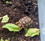Moorse landschildpad, Schildpad, 0 tot 2 jaar
