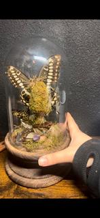 Opgezette vlinders in glazen stolp - 'Levenscyclus', Ophalen of Verzenden