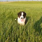 Aussie reu 9 weken met stamboom, Dieren en Toebehoren, Honden | Herdershonden en Veedrijvers, Reu, Eén hond, Herder, Nederland