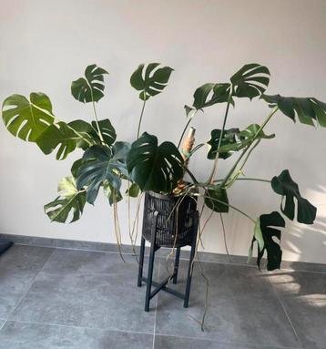 Zwarte rotan planbak/mand bloempot met standaard beschikbaar voor biedingen