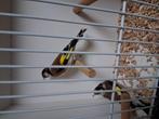 Vele soorten vogels zaterdag ochtend geopend van 9 tot 1 uur, Dieren en Toebehoren, Meerdere dieren, Kleurkanarie