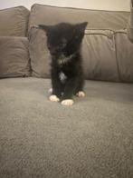 6 Lieve Kittens TE KOOP!, Dieren en Toebehoren, Katten en Kittens | Raskatten | Langhaar, Meerdere dieren