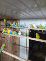 Te koop diverse kleuren grasparkieten, Meerdere dieren, Parkiet, Tam
