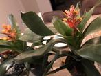Bromelia plant met bloem, Overige soorten, In pot, Minder dan 100 cm, Bloeiende kamerplant