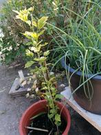 Hibiscus struik jonkie ongeveer 1 meter met knopjes  paarse, Ophalen, Overige soorten