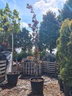 Rode zuilbeuk | Fagus sylvatica 'Dawyck Purple', Halfschaduw, 250 tot 400 cm, Zuilboom, Ophalen