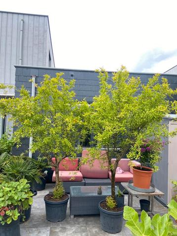 2 schitterende zeer grote granaatappel bomen in pot!! beschikbaar voor biedingen
