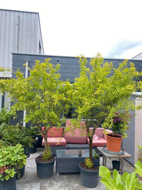 2 schitterende zeer grote granaatappel bomen in pot!!, Tuin en Terras, Planten | Fruitbomen, Overige soorten, 250 tot 400 cm, Volle zon