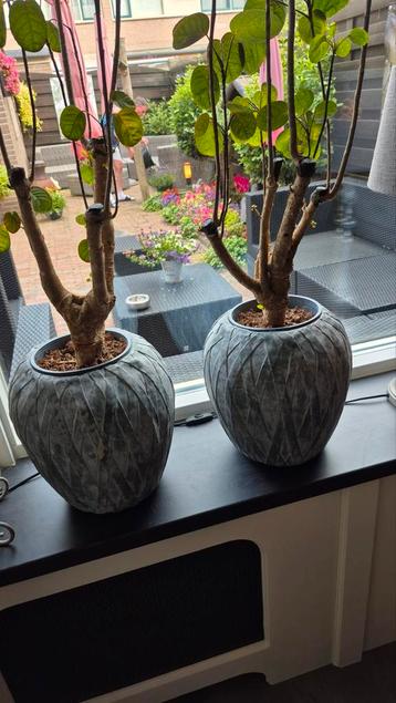 2 grote stenen plantenpotten voor binnen, grijs 30 hoog beschikbaar voor biedingen