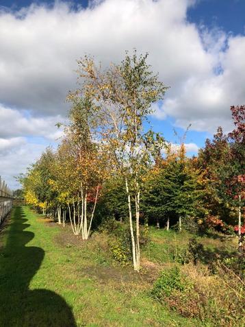 Betula pendula Berk meerstam 400-500 cm outlet beschikbaar voor biedingen