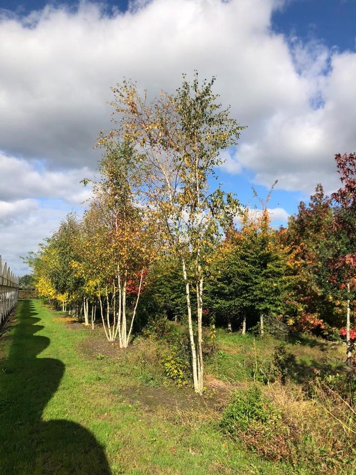 Betula pendula Berk meerstam 400-500 cm outlet, Tuin en Terras, Planten | Bomen, Overige soorten, 400 cm of meer, Volle zon, Bloeit niet