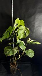 Zeldzame Monstera Deliciosa Variegata Albo te koop!, Huis en Inrichting, Kamerplanten, Ophalen of Verzenden, Overige soorten, Minder dan 100 cm