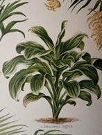 Botanische Litho Prent 1894 - Bladplanten, Antiek en Kunst, Antiek | Schoolplaten, Ophalen of Verzenden, Natuur en Biologie