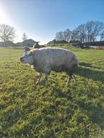 Texelaar dek ram, Mannelijk, Schaap, 3 tot 5 jaar