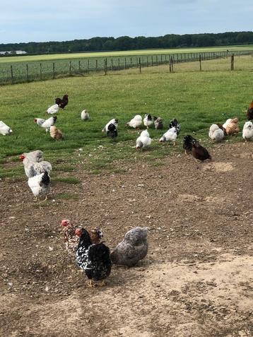 Wyandotte kriel kippen in verschillende kleuren. beschikbaar voor biedingen