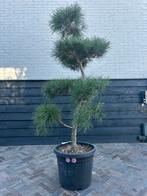 Pinus sylvestris bonsai pon pon, Ophalen, Zomer, Halfschaduw, Overige soorten
