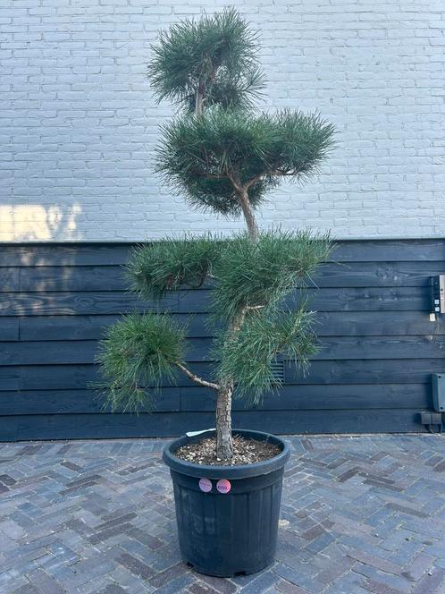 Pinus sylvestris bonsai pon pon, Tuin en Terras, Planten | Bomen, Overige soorten, Halfschaduw, Zomer, Ophalen