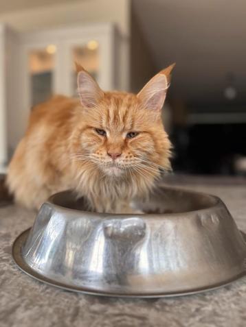 Maine coon dame van 6 jaar met stamboom beschikbaar voor biedingen
