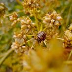 Lavas zaden, Ophalen of Verzenden, Voorjaar, Volle zon, Zaad