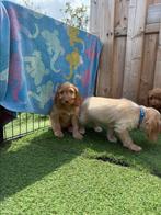 Cockapoo pups keuze uit 2 nestjes 💖💖💖, België, Rabiës (hondsdolheid), 15 weken tot 1 jaar, Meerdere