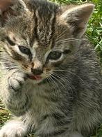 Super sociale en leuke kittens te koop, Dieren en Toebehoren, Meerdere dieren
