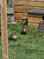 Europese Wintertaling, Meerdere dieren, Eend