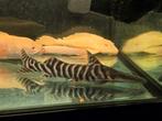 Tigrinus zebra meerval, Dieren en Toebehoren, Vissen | Aquariumvissen, Vis