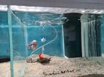 Flowerhorn Red Pearl Cichlide, Dieren en Toebehoren, Vissen | Aquariumvissen, Vis, Zoetwatervis