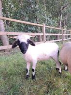 Mooi walliser schwarznase ooilam, Dieren en Toebehoren, Vrouwelijk, Schaap