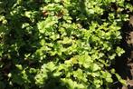 Waldsteinia Ternata bodembedekker wintergroen, Ophalen, Bodembedekkers, Vaste plant, Halfschaduw