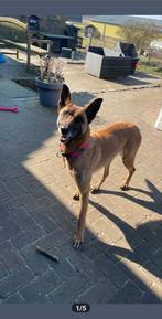 Lieve en trouwe Maya zoekt een warm en rustig thuis, Dieren en Toebehoren, 6 jaar of ouder, Rabiës (hondsdolheid), Teef, Eén hond