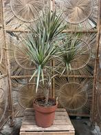 Dracaena – vertakte drakenboom 120cm, Ophalen, Halfschaduw, Minder dan 100 cm