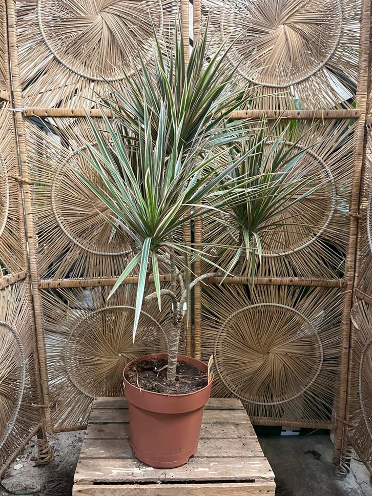 Dracaena – vertakte drakenboom 120cm, Huis en Inrichting, Kamerplanten, Minder dan 100 cm, Halfschaduw, Ophalen