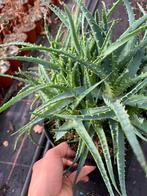 Aloe Arborescens branch  pot23cm, Ophalen of Verzenden